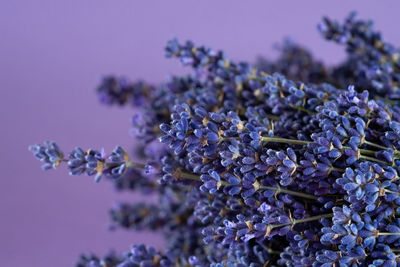 Close-up of purple flowering plant against blue sky