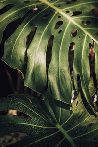 Full frame shot of leaves