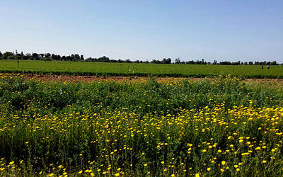Plants growing on field against clear sky