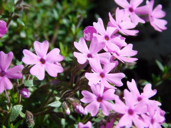 Close-up of pink flowering plants in garden