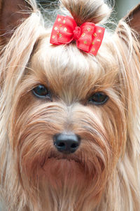 Close-up portrait of dog