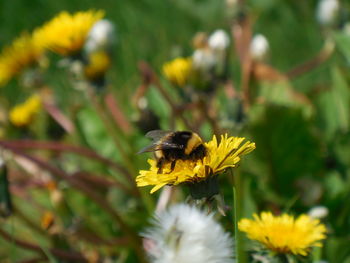 Close-up of bee on flower