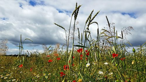 Plants growing on field against sky