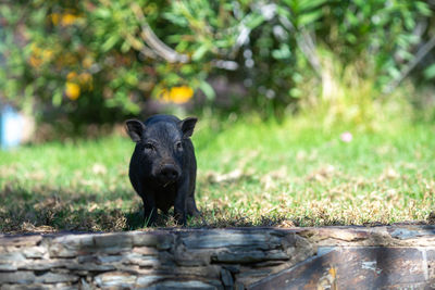 Portrait of a black cat on land