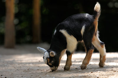 Kid goat on field