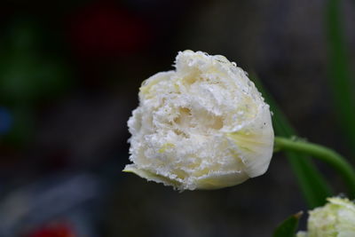 Close-up of white rose flower