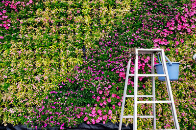 Pink flowering plants on field in yard