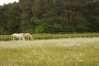 Horses grazing on field