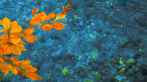 Close-up of autumn leaves against blue sky