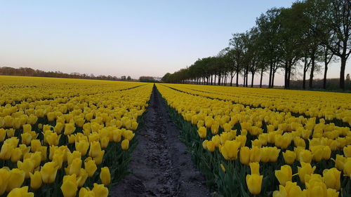 Scenic view of agricultural field against clear sky