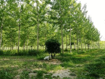 Trees on landscape against sky