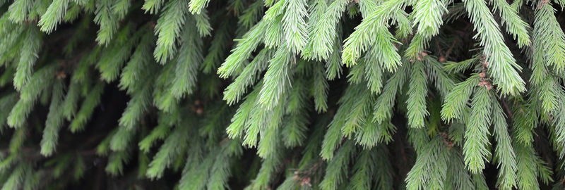 Close-up of pine tree