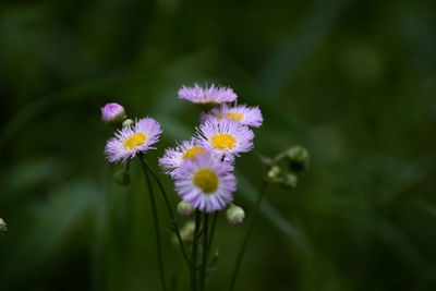 Close-up of flowers blooming outdoors