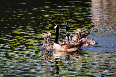 Duck swimming in lake