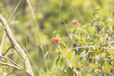 Close-up of insect on plant