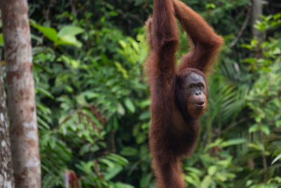 Monkey in a forest