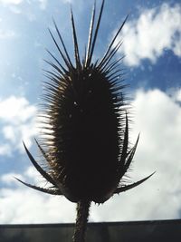 Low angle view of trees against sky