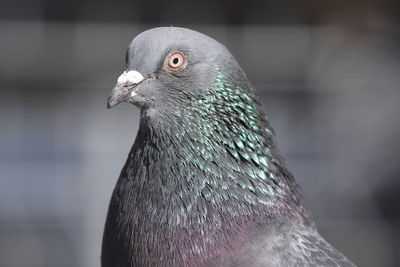 Close-up of pigeon