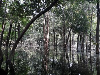 Trees by lake in forest