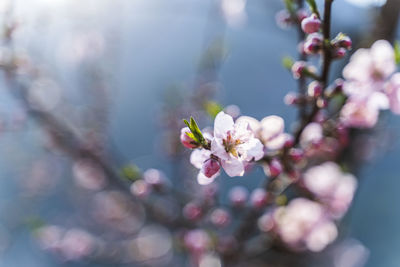 Close-up of cherry blossoms