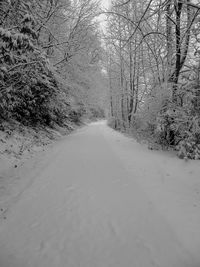 Road amidst bare trees during winter