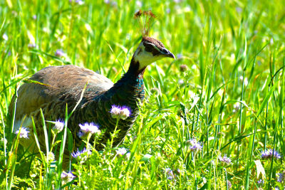 View of a bird on field