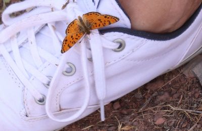 High angle view of butterfly on white shoes