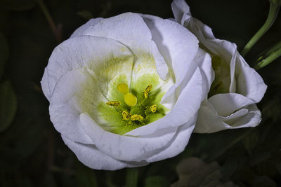 Close-up of white rose