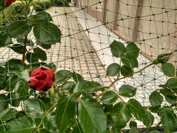 Close-up of red rose on plant