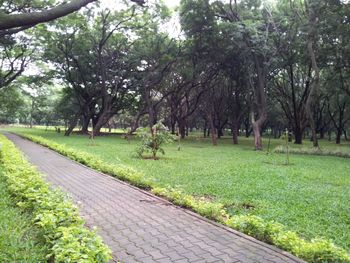 Footpath amidst trees in park