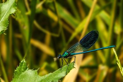 Close-up of insect on plant