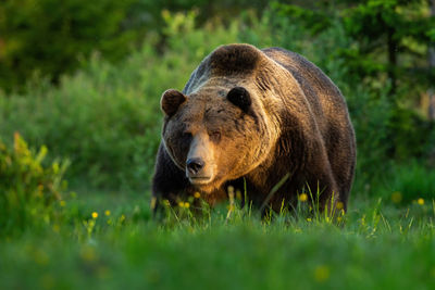 View of an animal on land