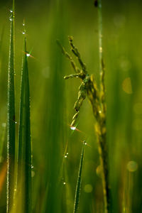 Close-up of wet crops growing on field