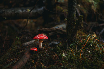 Close-up of mushroom growing on field