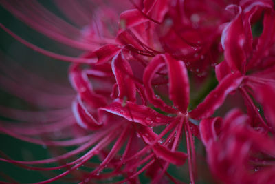 Full frame shot of red flowering plant