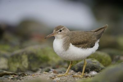 Close-up of bird perching on rock