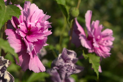 Close-up of pink flowering plant in park
