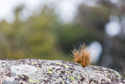 Close-up of insect on flower