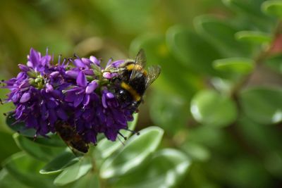 Close-up of bee pollinating on purple flower