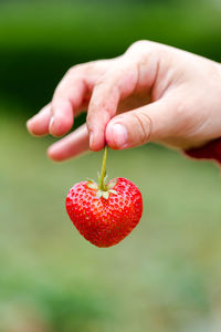 Close-up of hand holding strawberry