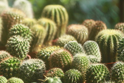 Close-up of cactus