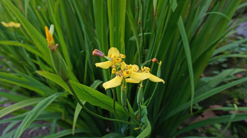 Close-up of yellow flowering plant