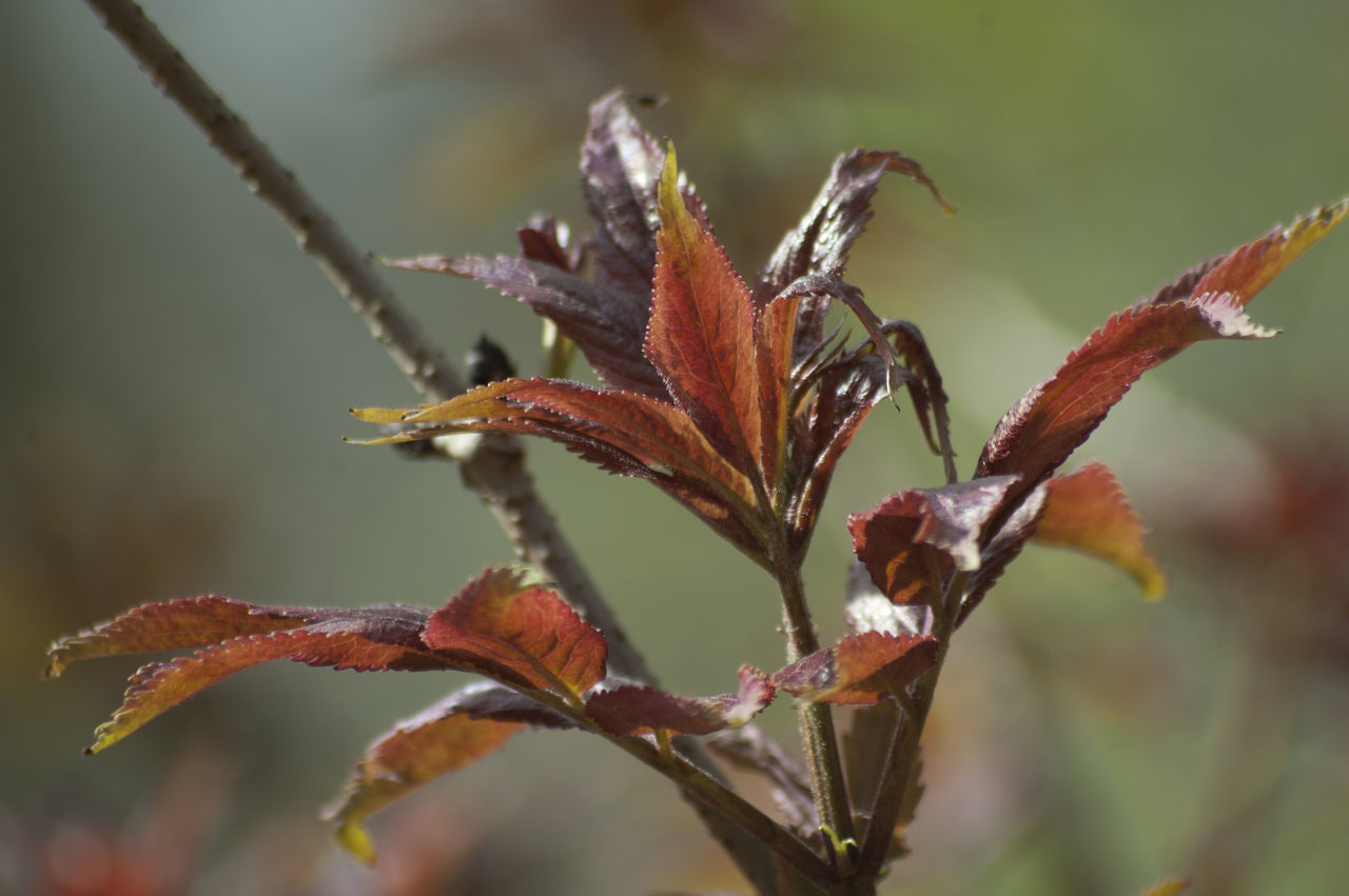 focus on foreground, close-up, leaf, growth, nature, branch, plant, twig, stem, selective focus, dry, season, beauty in nature, outdoors, tranquility, bud, day, no people, fragility, beginnings