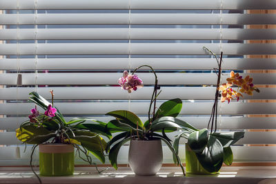 Close-up of potted plant on window