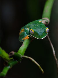 Close-up of frog on plant