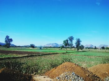 Scenic view of agricultural field against clear blue sky