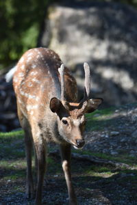 Close-up of sika deer