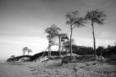 Trees on field against sky