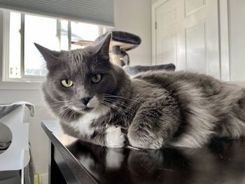 Portrait of cat on window at home