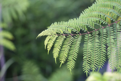 Close-up of fern leaves